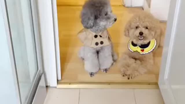 Funny Dog videos compilation, Animal and pet funny videos 2021