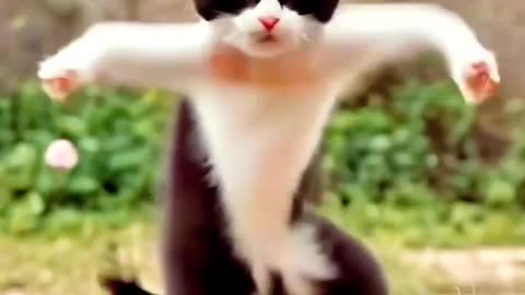 Cute cat funny dance