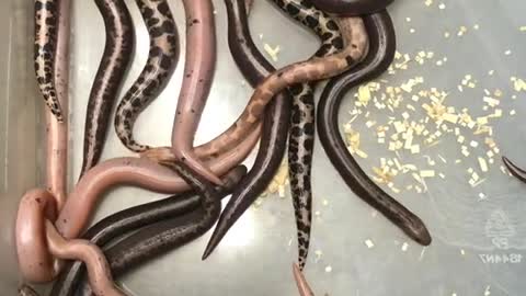 The little snake