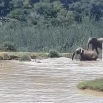Elephants attack the hippo to protect their young