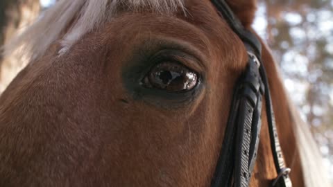 Close-Up View Of An Eye Of A Horse