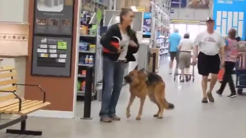 MUST SEE !! Most informative ECOLLAR video you will see