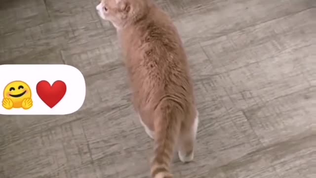 ❤️CAT FUNNY CLIPS