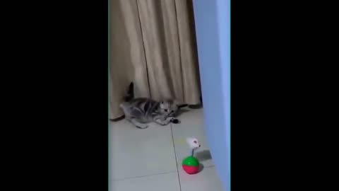 cute pets and crazy funny cats videos 2021