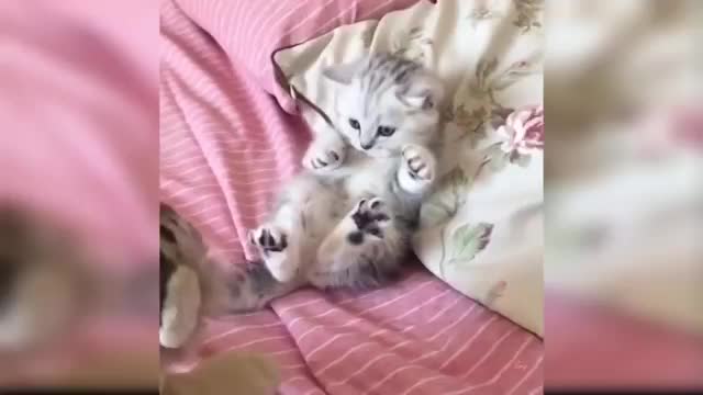 Baby Cats - Cute and Funny Cat Videos Compilation | Aww Animals