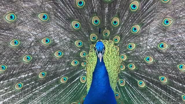 Beauty of peacock...