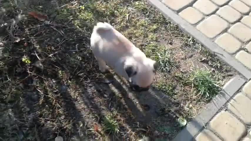 PrzemoLL_-_Mops_Mike(480p)