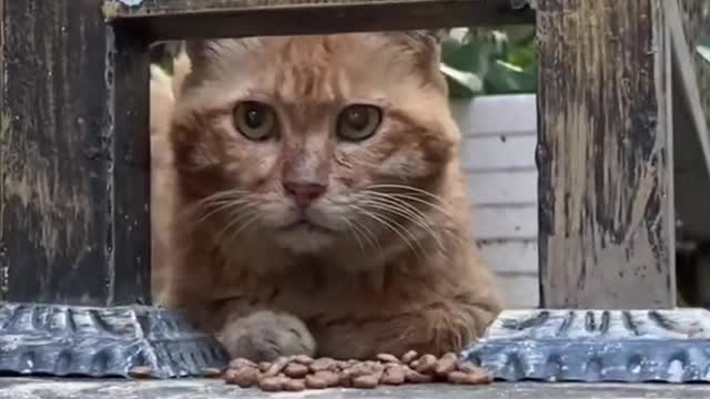 At first his eyes were full of distrust until I fed him