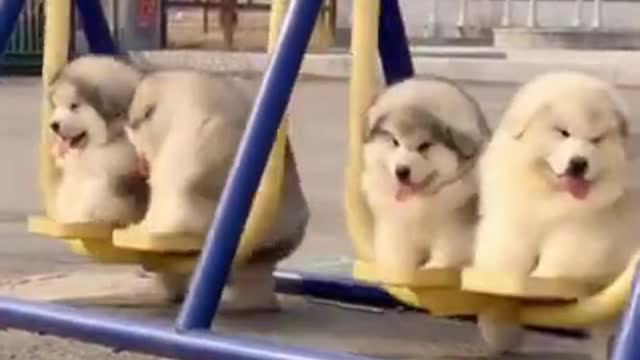 Cute Dogs Fuuny