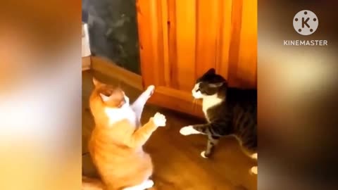 Funny cat moment part 4