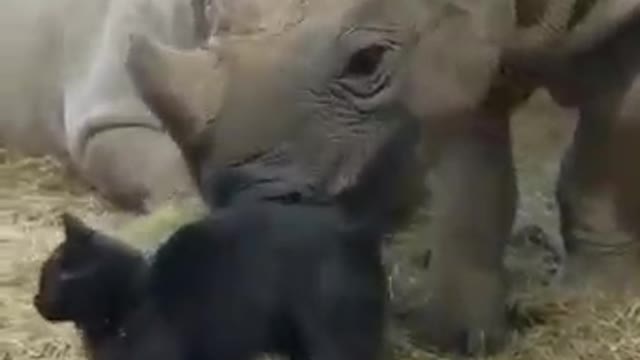 Adorable rhino &cat calmly and lovingly kissing each other