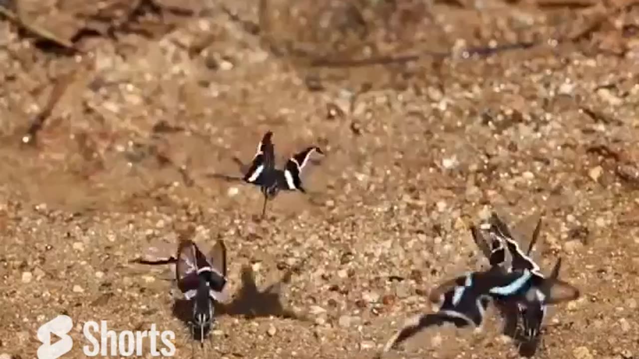 Dragontail Butterfly Swimming in The Air #shorts #shortvideo #video #virals #videoviral