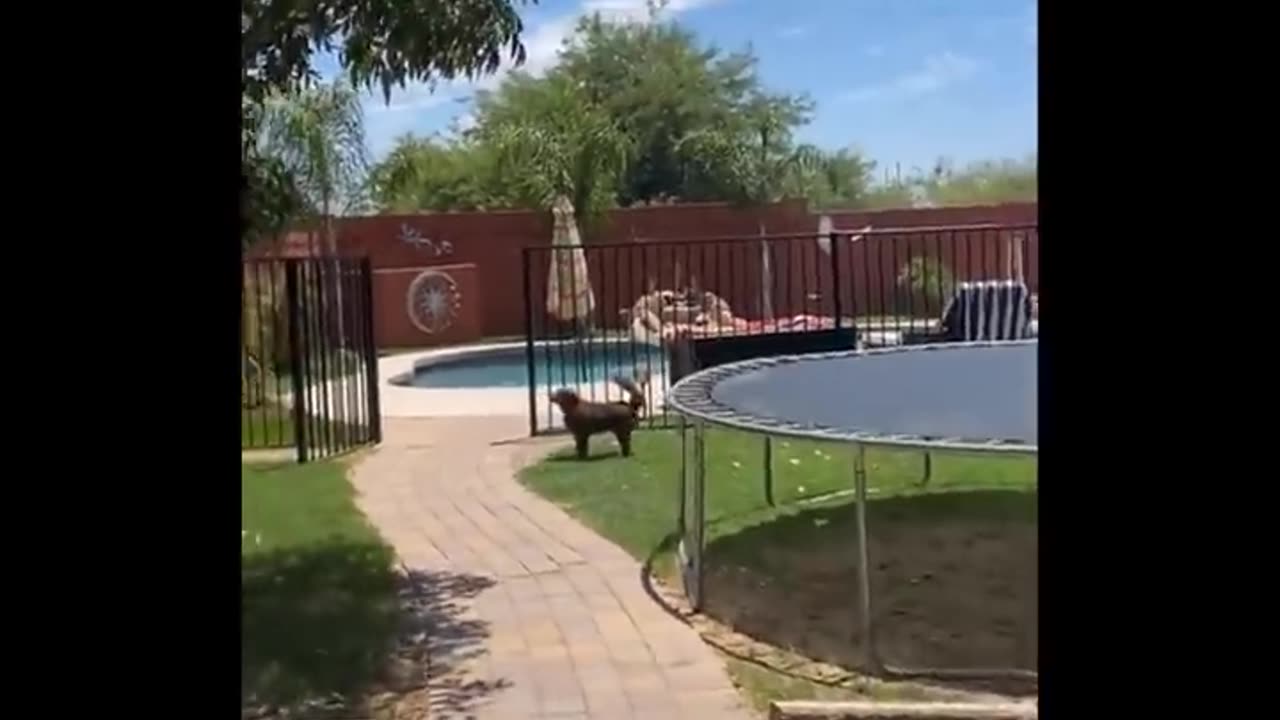 Funniest Animals