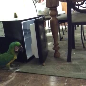 clever macaw opens fridge