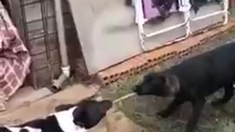 Funny cat and dog video