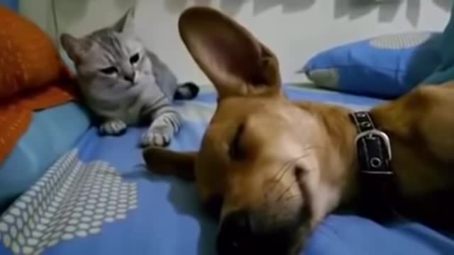 Canine Sleep Farting Makes Cat Angry