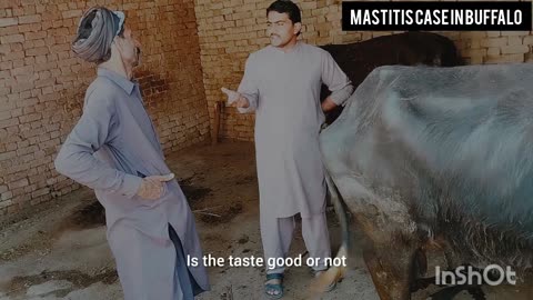 Mastitis treatment in buffalo