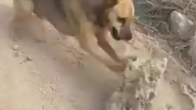 Dogs hilariously play with giant rocks
