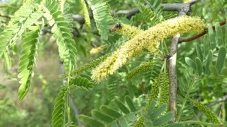 Pollinating bee