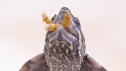 Tiny Turtle Food Bath 🛁