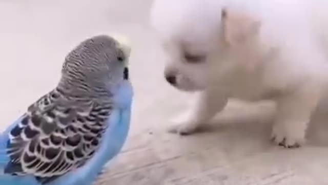 Cute puppy dog 🤗🐕