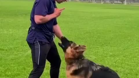 Unique brain training for dogs
