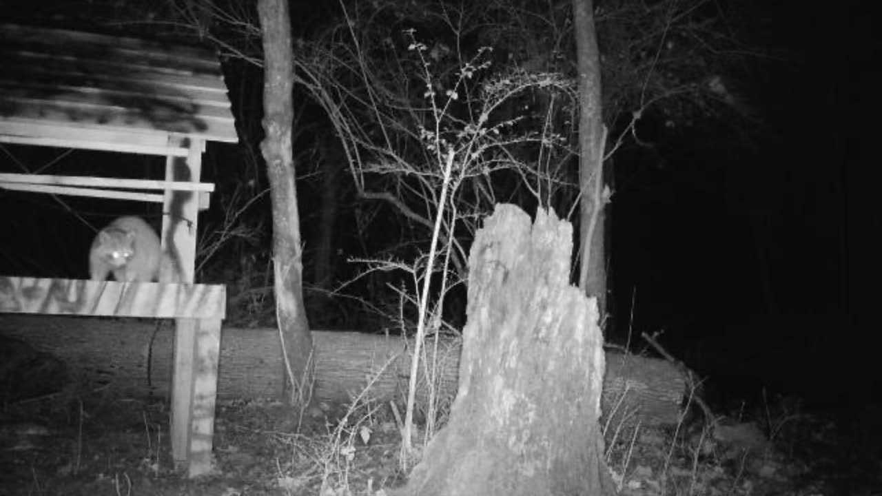 The coons are eating my corn augggggghhhhh