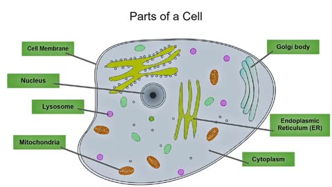 Parts of a Cell Chant