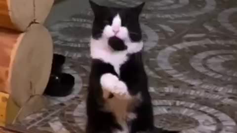 🙏❤🎉🎉🎉🎊🎊🎊️SWEET AND FUNNY PETS SHOTS 🙏❤️❤️🎉🎉🎉🎊🎊🎊