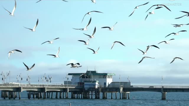 Beautyful Flying Birds