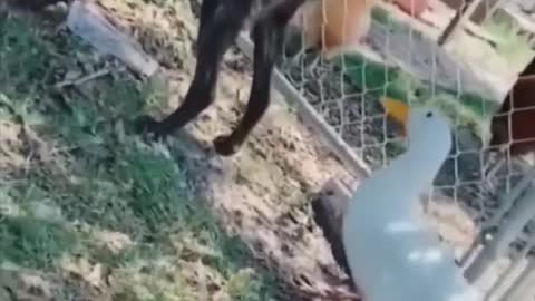 Funny Animal Videos 9