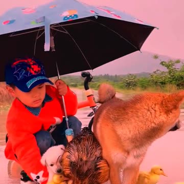 So cute animals #Animals #dog #cat #duck #monkey #adoremonkey #Monkey Animals2