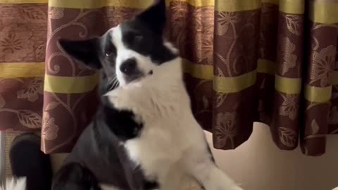 Border Collie Makes Music