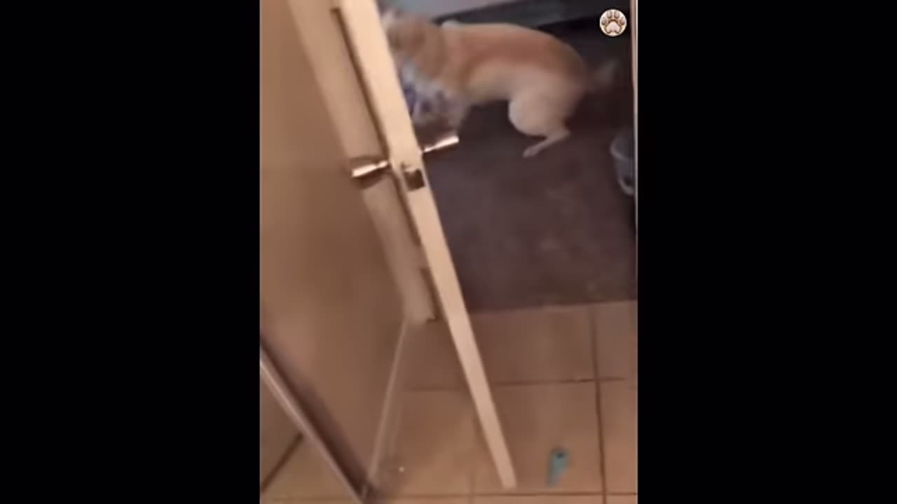 Funny cats and dogs video-try not to laugh 🤣🤣🤣