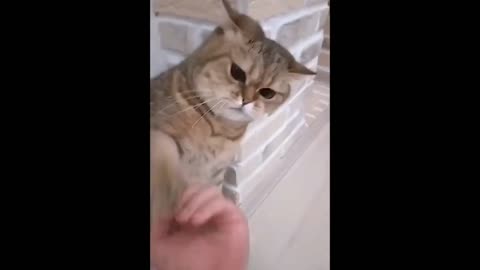 Kung fu cat funny video