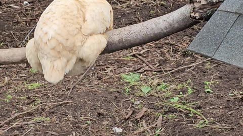 OMC! Whitey and friends eat greens while an Orpington is perched keeping watch!