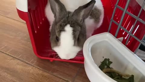 bunny
