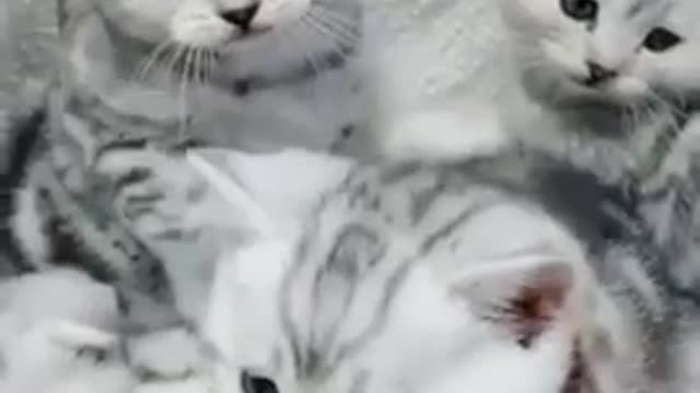 Cutest kittens Ever Must Watch This | Cutest Kittens in one Frame | viral Please