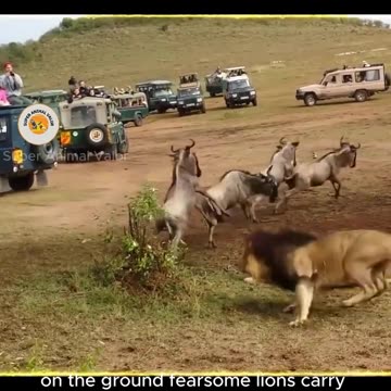 Brutal Animal Attacks: The Savage Struggle for Survival #animalattacks #superanimalvalor #shorts