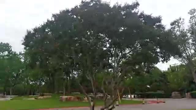 This tree is so magnificent