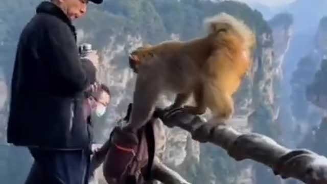 Tiktok _ funny monkey 🐵 video compilation_2022 _ #shorts #monkey