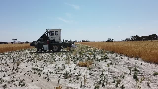 Trial Harvest '19