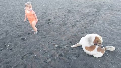 Cute Baby and The Dog playing together on the Beach - Funniest Home Videos