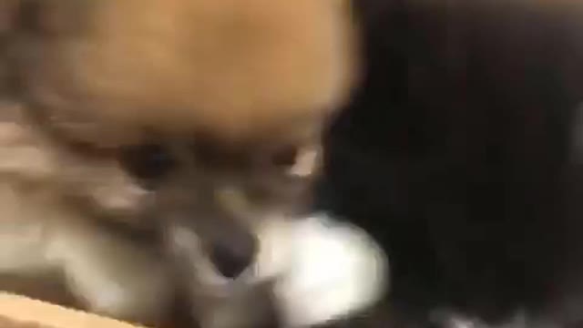 It's time to LAUGH with Dog's life😂😂