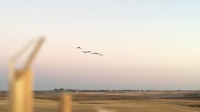 Crane double