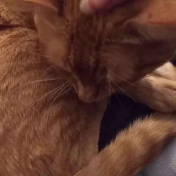 When Cat is Okay with Being Petted