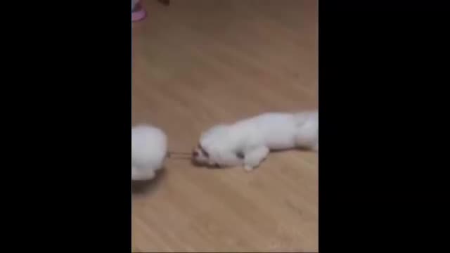 Cute And Funny Pets #8