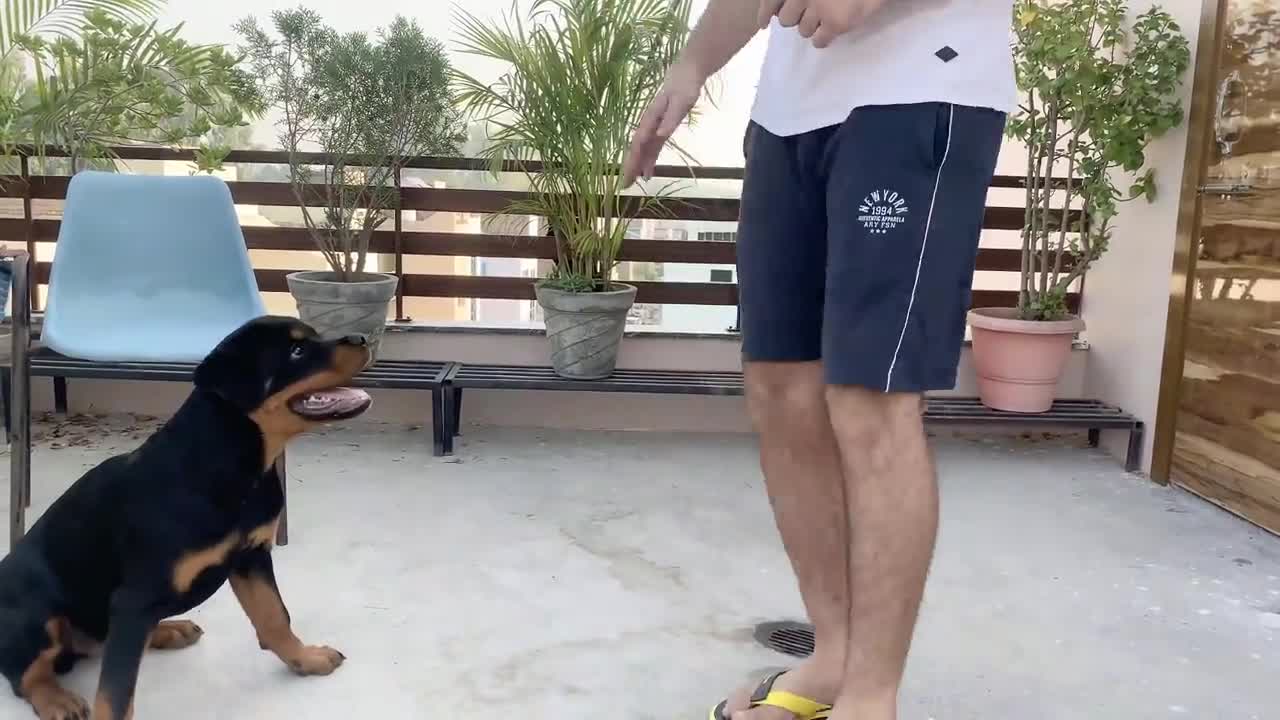 SPEAK COMMAND | HOW TO TRAIN YOUR DOG TO SPEAK( BARKING) COMMAND|ROTTWEILER DOG TRAINING