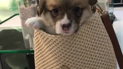 Pooch in a Purse