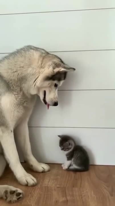 Watch the pets and their beauty 😍 😘